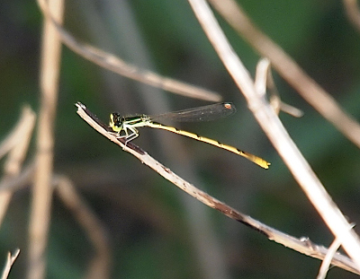 [A side view of a damselfly which faces left as it is perched near the end of a stick. The body is mostly yellow and the thorax appears to be light green. The wings are together above the body at an angle. The wings are clear except for a white dot near the upper edge farthest from the body.]